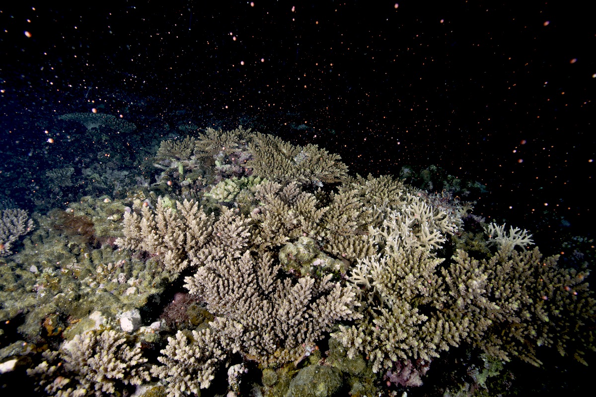 石垣島サンゴの産卵