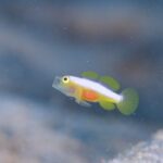 リクエストいっぱい！！