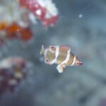 最高の海況です！！