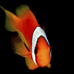 ウミウシ出て来ました!! ウミウシ出て来ました!!