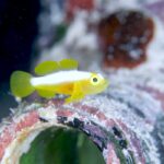 海況が穏やかな時に。