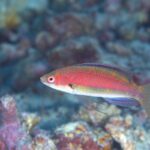 雨でも水中入れば🎶