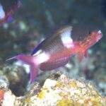 今日もアグレッシブ！？