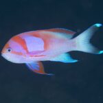 欲しくなっちゃうなぁ。