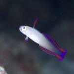 コロコロ変わるなぁ。