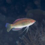 ナイトロックスの恩恵🎶