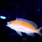 大人数でフォトダイビング。