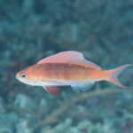 嬉しい出会いが！？