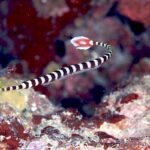 クルリンパ！？