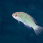 透明度良好！！