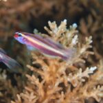 幼魚の季節です🎵