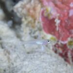 成魚も幼魚も！！