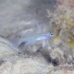 奥が深いハゼ合宿。