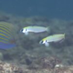 海再開ですが・・・・・。